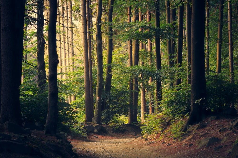 Forest River Escape — representative nature stock photo 3 (demo)
